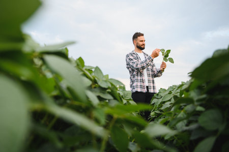 Agronomist carefully examining a soy plant in a cultivated field, performing quality control and growth assessmentの写真素材