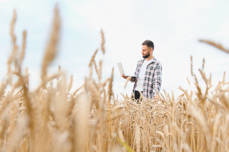 Farmer using laptop analyzing growth of wheat stalks in cultivated field, embracing technology in agriculture for improved efficiency and yieldの写真素材