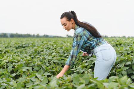 Female agronomist inspecting soybean plants in a field, holding a tablet, ensuring healthy growth and maximizing yieldの写真素材