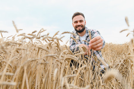 Smiling farmer checking his wheat ears in a large field at sunset, enjoying a bountiful harvestの写真素材