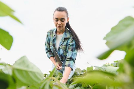 Young female agricultural specialist meticulously examining soybean plants in a cultivated field,...