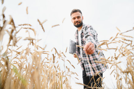Farmer analyzing wheat stalks in golden field, holding laptop for data collection and agricultural planningの写真素材