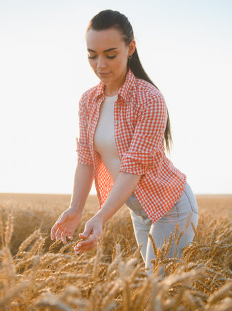 Young woman farmer gently touching ripe wheat ears in a golden field at sunset, checking the quality of the harvestの写真素材
