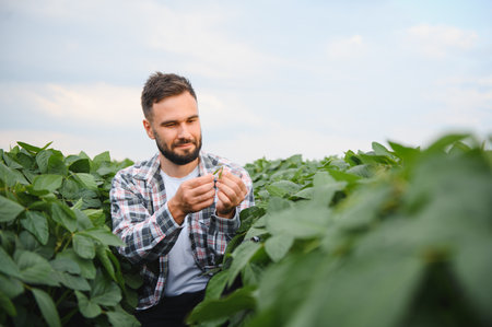 Agronomist carefully inspecting a soy pod in a lush, cultivated soybean field, assessing crop health and growthの写真素材