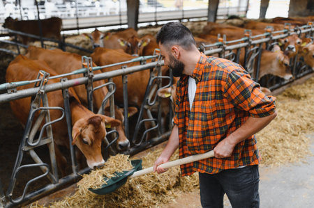 Farmer using a pitchfork to distribute hay to jersey cows in a modern barn, nurturing livestock on a thriving dairy farmの写真素材