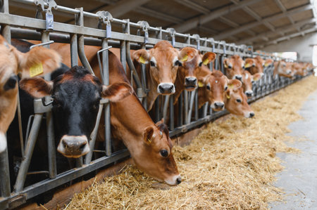 Jersey cows feeding on hay in a modern dairy farm, demonstrating sustainable livestock farming practicesの写真素材