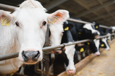 Dairy cows munching on hay inside a spacious, modern barn at a bustling livestock farm, showcasing the essence of rural agricultureの写真素材