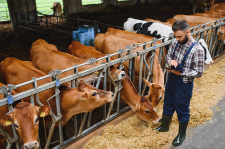 Farmer using digital tablet while monitoring cows feeding on hay inside cowshed, managing livestock and agricultural operations with technologyの写真素材