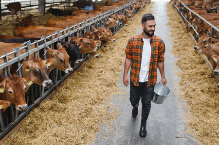 Young farmer walking through a cowshed, carrying a metal bucket while checking on jersey cattle happily eating hayの写真素材