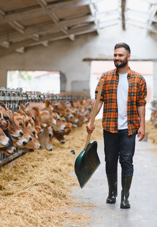 Young farmer walking and holding a shovel in a cowshed on a livestock farm, taking care of the...