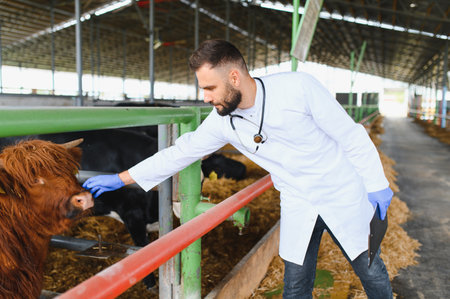 Veterinarian wearing gloves and holding a clipboard is carefully examining a brown highland cow inside a barn, ensuring its health and well beingの写真素材
