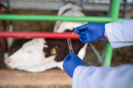Veterinarian wearing blue gloves holding test tube and cotton swab, preparing biological sample for medical analysis in a farm, with a cow in the backgroundの写真素材