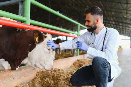 Veterinarian examining a cow in a barn, providing medical care and ensuring the health and well being of livestock on a farmの写真素材