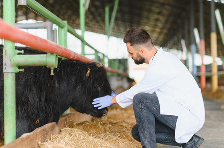 Veterinarian examining a cow on a farm, emphasizing proper animal care practices and effective disease prevention strategiesの写真素材