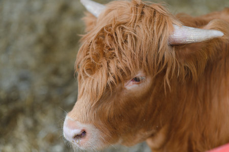 Close up view of a highland cow standing on a farm, highlighting its unique long, wavy coat and impressive horns in a serene rural settingの写真素材
