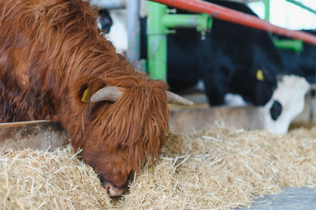 Brown highland cow feeding on hay inside a barn, with other cows in the background, representing sustainable farming practicesの写真素材