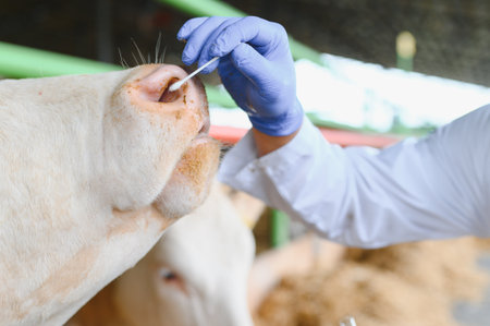 Veterinarian collecting nasal mucus from cow using cotton swab, conducting diagnostic test for potential infections on a farmの写真素材