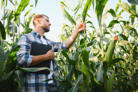 Farmer holding clipboard examining corn stalks for growth and disease in cultivated agricultural...
