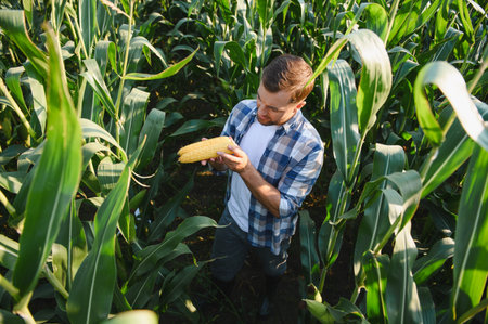 Farmer inspecting a corn cob in a cultivated maize field, ensuring a healthy and productive harvestの写真素材