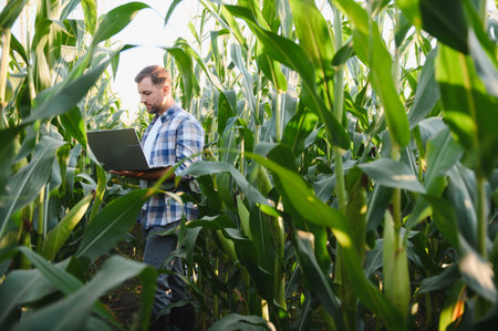 Farmer using laptop is inspecting corn crop in field, implementing modern technology in agricultureの写真素材