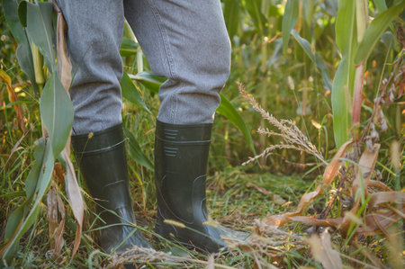 Farmer wearing rubber boots standing amidst corn plants, ensuring crop protection and healthy growth