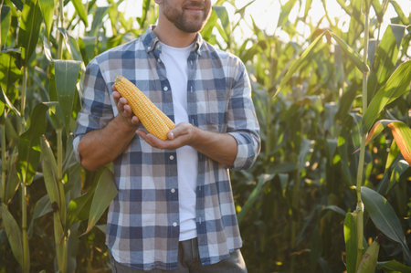 Farmer showing ripe corn cob in cultivated maize field at sunset, enjoying agricultural success