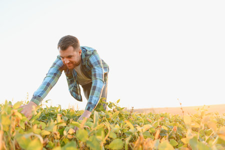 Young farmer inspecting soy plants in a cultivated field at sunset, ensuring healthy growth and a successful harvestの写真素材