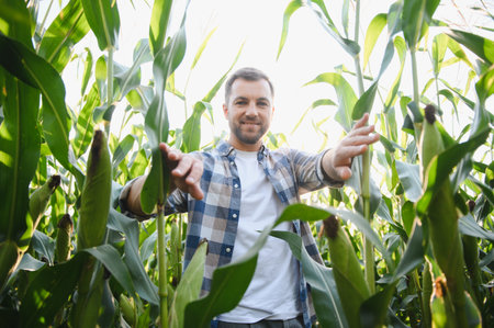 Happy farmer inspecting his healthy corn plants in a cultivated agricultural field, ensuring a bountiful harvestの写真素材