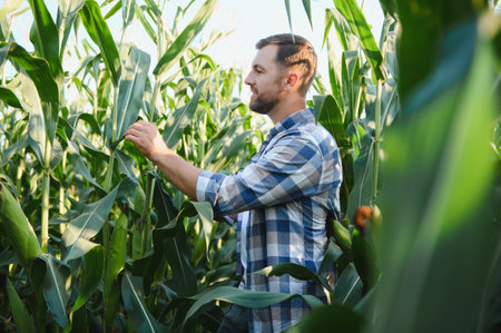 Happy farmer inspecting his healthy corn plants in a cultivated agricultural field, ensuring a bountiful harvestの写真素材