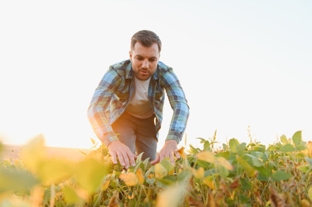 Young farmer inspecting soy plants in cultivated field at sunset, ensuring healthy growth and abundant harvestの写真素材