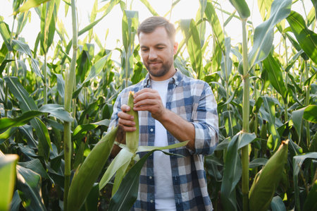 Farmer checking the quality of a corn cob in a cultivated field at sunset, ensuring a successful harvestの写真素材