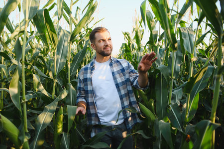 Farmer analyzing the growth of his corn plants in a large cultivated field, ensuring a healthy and...
