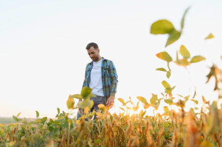 Farmer walking through a vibrant soy field at sunset, inspecting plants while basking in the warm...