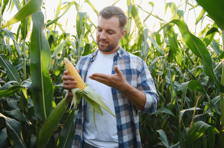Happy farmer proudly holding a ripe corn cob amidst a lush maize plantation, capturing the warmth of...