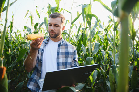 Farmer analyzing corn cob and using laptop for data collection in cultivated cornfield, ensuring quality control and efficient harvestの写真素材