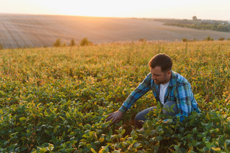 Farmer checking the growth of soy plants in a cultivated field, illuminated by the warm glow of the setting sunの写真素材