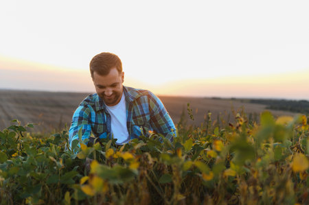 Happy farmer checking the growth of soy plants in a cultivated field at sunset, ensuring a...