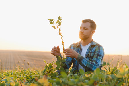 Farmer analyzing a soy plant in a cultivated field, bathed in the warm glow of the setting sunの写真素材