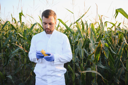 Agronomist wearing lab coat and gloves inspecting ripe corn cob in agricultural field, performing quality control for harvestの写真素材