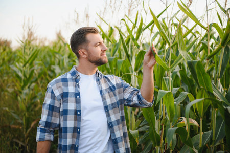 Farmer inspecting his corn plants in a cultivated agricultural field at sunset, ensuring healthy...