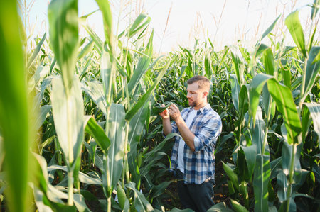 Farmer inspecting his healthy corn plants in a cultivated field at sunset, ensuring a bountiful...
