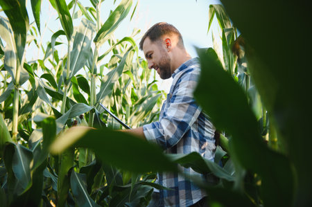 Farmer using digital tablet for inspecting corn stalks in cultivated field, showcasing modern agricultural practices for efficient crop managementの写真素材