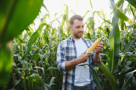 Happy farmer checking the quality of a corn cob in a cultivated field, illuminated by warm sunset...