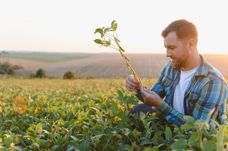 Farmer analyzing a soy plant in a field at sunset, demonstrating care for his crops and sustainable agricultureの写真素材