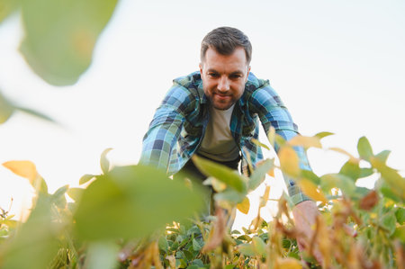 Agronomist inspecting soy plants in a cultivated field, ensuring healthy growth and maximizing yieldの写真素材