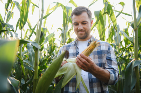 Happy farmer examining the quality of a corn cob in a sunlit cultivated field, enjoying the vibrant summer landscape around himの写真素材