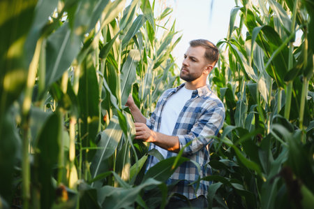 Young farmer inspecting corn stalks in a cultivated field, assessing the health and growth of the cropの写真素材