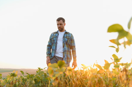 Farmer inspecting the growth of soy plants in a cultivated field during a stunning sunset, capturing the beauty of rural agricultureの写真素材