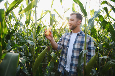Happy farmer holding and examining ripe corn cob in cultivated maize field at sunset, enjoying successful harvestの写真素材