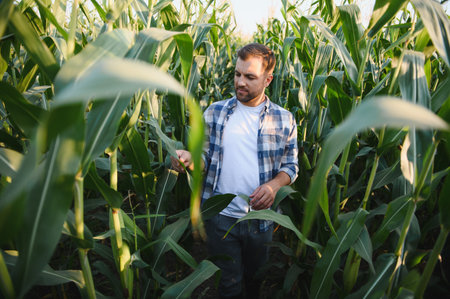 Farmer inspecting the growth of his corn plants in a large cultivated field, ensuring a healthy and abundant harvestの写真素材